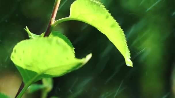 雨が葉に落つる 葉の表面に水滴 — ストック動画