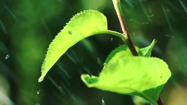 Gotas Agua Lluvia Cayendo Sobre Hojas Árboles — Vídeos de Stock