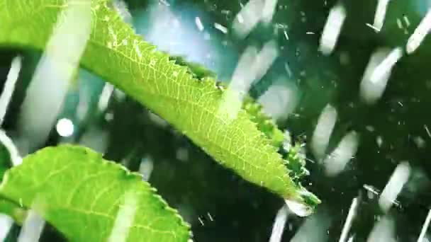 Lluvia Cayendo Sobre Hojas Gotas Agua Superficie Hoja Movimiento Lento — Vídeos de Stock