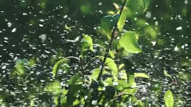 美丽的日出浇灌着广阔的花园 灌溉设备 — 图库视频影像