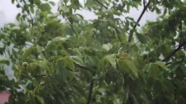 Sert yağmur altında sallanan ağaçların tepesine. Ceviz ağacı.