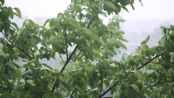 Top Trees Swaying Hard Rain Walnut Tree — Stock Video