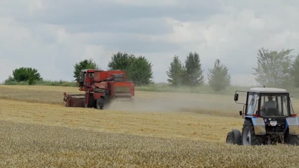 Kombajn Zbożowy Akcji Polu Ciągników Kombajn Czasie Żniw Sektora Rolnego — Wideo stockowe