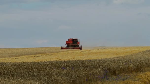 小麦收获 在麦田上干活的联合收割机 食品工业概念 — 图库视频影像