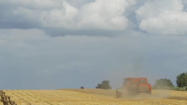 Комбайн Собирает Пшеницу Урожай Зерновых Полей Сезон Урожая Сельское Хозяйство — стоковое видео