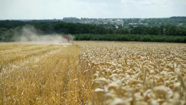 Arbeiten Mit Dem Mähdrescher Auf Dem Weizenfeld — Stockvideo