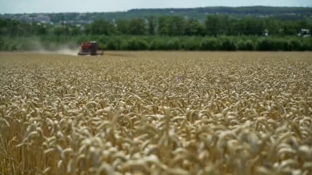 Kombajn Zbożowy Pracę Polu Pszenicy Zbiory Pszenicy — Wideo stockowe