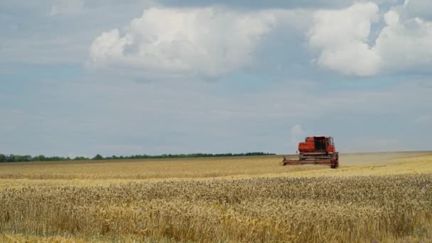 Oogstmachine Tarweveld Oogsten Combineer Oogstmachine Landbouwmachine Oogsten Gouden Rijpe Tarweveld — Stockvideo