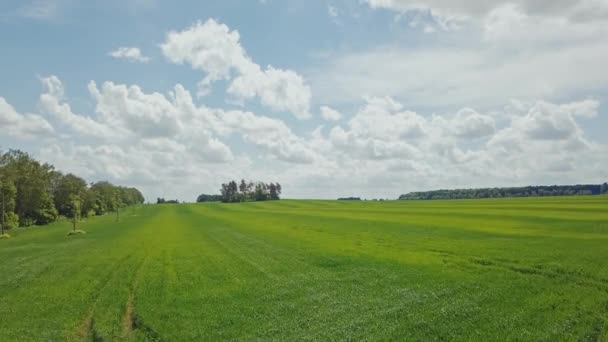 Letecký Pohled Zelené Pšeničné Pole Zemědělský Pozemek — Stock video