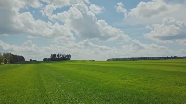 鸟瞰小麦在农业领域的生长 园林绿化麦田 场面夏天耕种领域 — 图库视频影像
