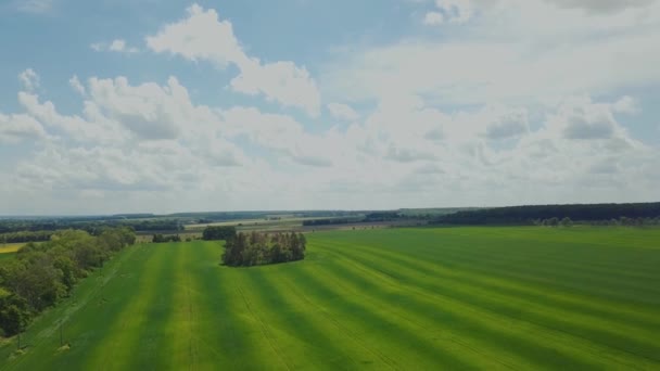 鸟瞰绿色草地 美丽的绿色麦田风景在夏天的一天 大麦农业领域 天景麦田绿 — 图库视频影像