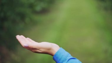 Taze elma eller içinde. Elma hasat. Yakın çekim.