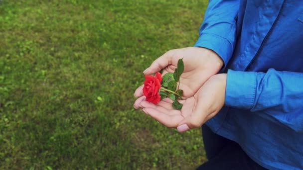 Χέρια Της Μια Γυναίκα Κόκκινο Τριαντάφυλλο — Αρχείο Βίντεο