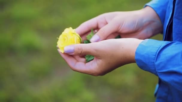 Belle Rose Entre Les Mains Des Femmes Mains Féminines Bien — Video