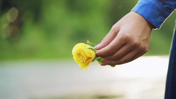 Jonge Vrouw Met Gele Roos Handen Gele Bloem — Stockvideo