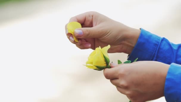 Žena Ruce Trhá Okvětní Lístky Žluté Růže Zpomalený Pohyb — Stock video