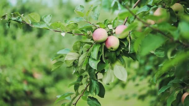 Una Mujer Recogiendo Una Manzana Madura Árbol Frutal Manzana Roja — Vídeo de stock