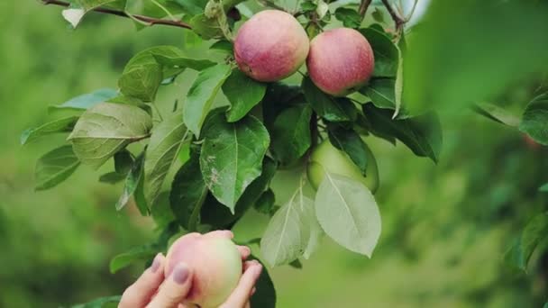 Female Hand Picking Apple Apple Tree Apple Harvesting Close — Stock Video