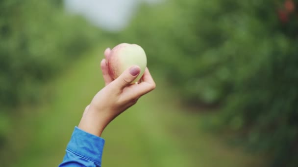 Grönt Äpple Kvinnas Hand Skörden Mogna Äpplen Trädgården — Stockvideo