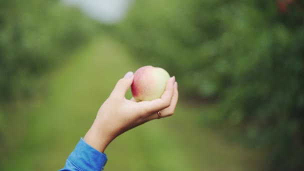 Eller Elma Kadın Olgun Elma Bahçesinde Hasat Toplar Yakın Çekim — Stok video