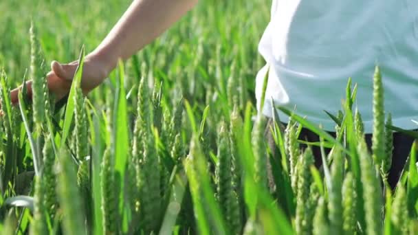 Mão Criança Tocando Espigas Verdes Trigo Pôr Sol Câmera Lenta — Vídeo de Stock