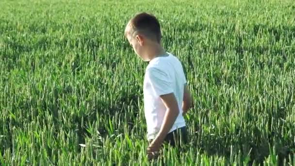 Šťastný Chlapec Prochází Obilné Pole — Stock video
