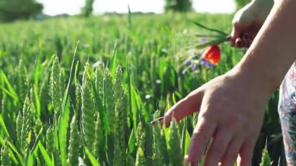 Weibliche Hand Berührt Weizenähren Aus Nächster Nähe — Stockvideo