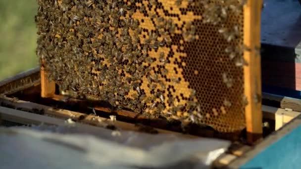 ハニカム フレーム上に蜂 ミツバチは 蜂蜜に蜜を回します 養蜂場の養蜂家の仕事 — ストック動画
