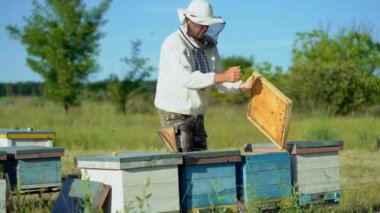 Arıcı arı ve arı kovanı birlikte arı kovanı üzerinde çalışıyor. Çerçeveler, bir arı kovanı. Arıcı iş başında. Apiculture