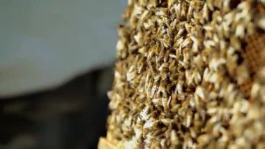 Çalışma arılar petek üzerinde. Çerçeveler, bir arı kovanı. Apiculture