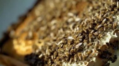 Arıların nektar bal işine dönüştürmek. Çalışma arılar petek üzerinde. Yakın çekim.