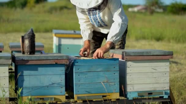 Рамки Пчелиного Улья Пчеловод Собирает Мед Курильщик Используется Успокоения Пчел — стоковое видео