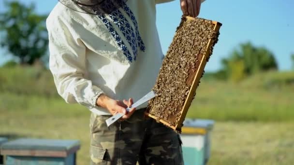Пчеловод Работает Улье Добавляет Рамки Наблюдает Пчелами Пчеловод Осматривает Раму — стоковое видео