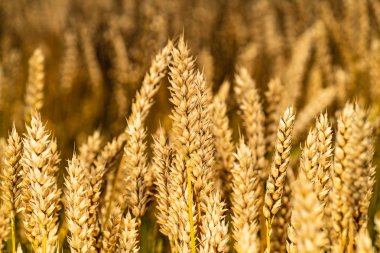 SAP buğday alanında rüzgar dönmeye başladı. Yakın çekim