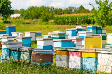 satırlar, renkli kovanı bahçeye yaz aylarında duruyorum.