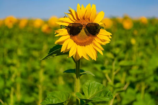 Girassol Grande Com Óculos Está Fundo Campo Close — Fotografia de Stock