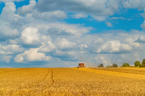 Комбайн Работает Поле Сбором Пшеницы — стоковое фото