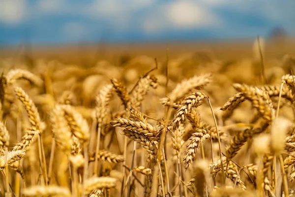 Изогнутые Стебли Пшеницы Созревают Солнце Летом Поле — стоковое фото