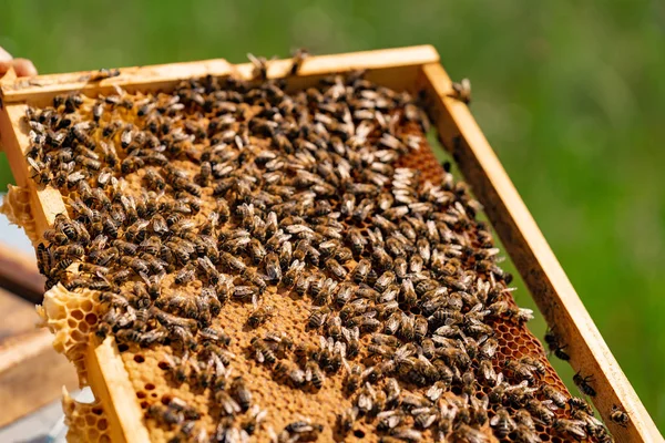 Man Hand Holds Wooden Frame Honeycombs Bees Summer Yard — стоковое фото