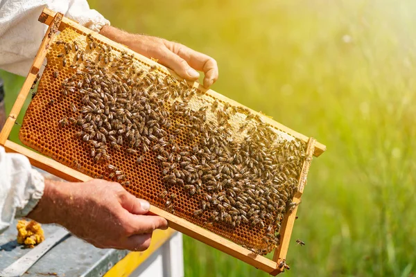 Handen Van Man Toont Een Houten Frame Met Honingraten Achtergrond — Stockfoto