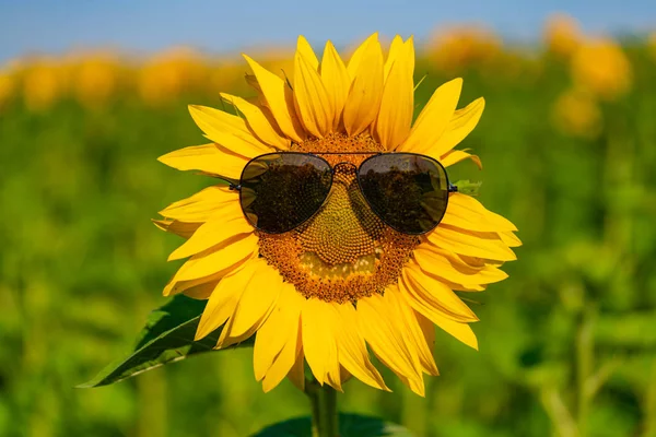 Slunečnice Sluneční Brýle Květy Poli Létě Detail — Stock fotografie