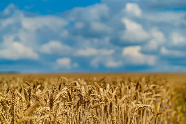 Plantación Trigo Madura Campo Hasta Otoño Primer Plano —  Fotos de Stock