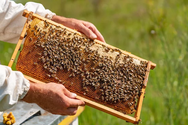 Χέρια Ενός Άνδρα Κρατά Ένα Πλαίσιο Κηρήθρες Για Τις Μέλισσες — Φωτογραφία Αρχείου