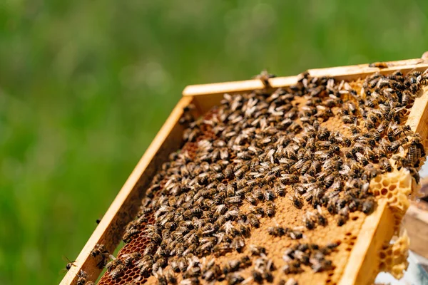 Drewniana Ramka Plastra Miodu Jest Świeżym Powietrzu Ogrodzie Pszczoły Przynieść — Zdjęcie stockowe