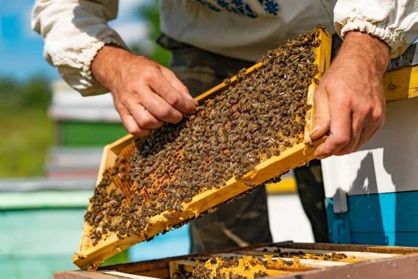 Μελισσοκόμος Ισιώνει Κηρήθρα Στο Πλαίσιο Τις Μέλισσες Πάνω Από Την — Φωτογραφία Αρχείου