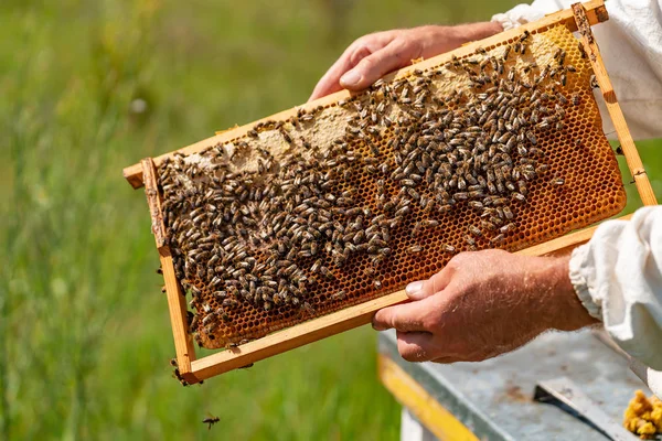 Mani Umane Tengono Una Struttura Con Favi Api Nel Giardino — Foto Stock