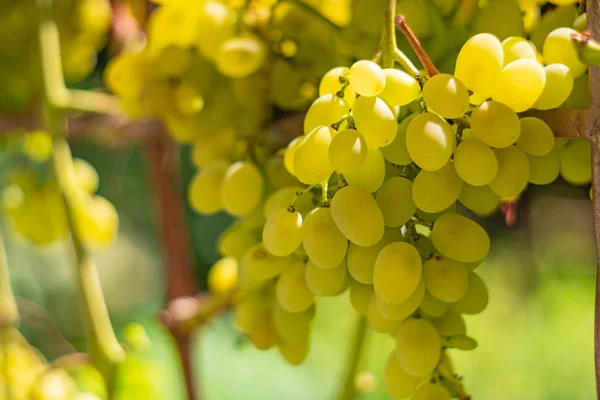 Ripe Grapes Hangs Branch Vineyard Garden Autumn Close — Stock Photo, Image