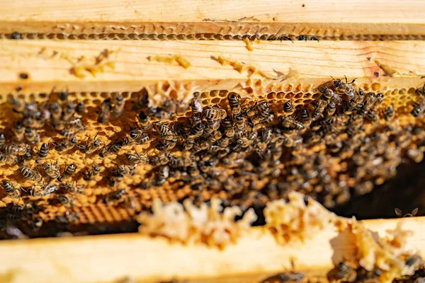 Pszczoły Przynieść Miodu Klatki Plastra Miodu Ulu Latem Ogrodzie Szczelnie — Zdjęcie stockowe
