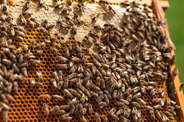 Пчелы Сидят Сотах Медом Деревянной Раме Зеленом Фоне Крупный План — стоковое фото