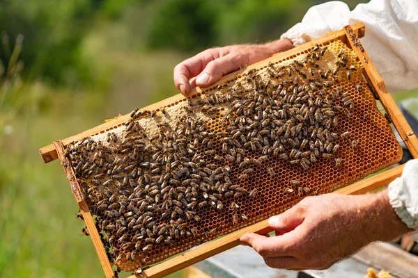 Mãos Homem Segurar Uma Moldura Madeira Com Favos Mel Abelhas — Fotografia de Stock